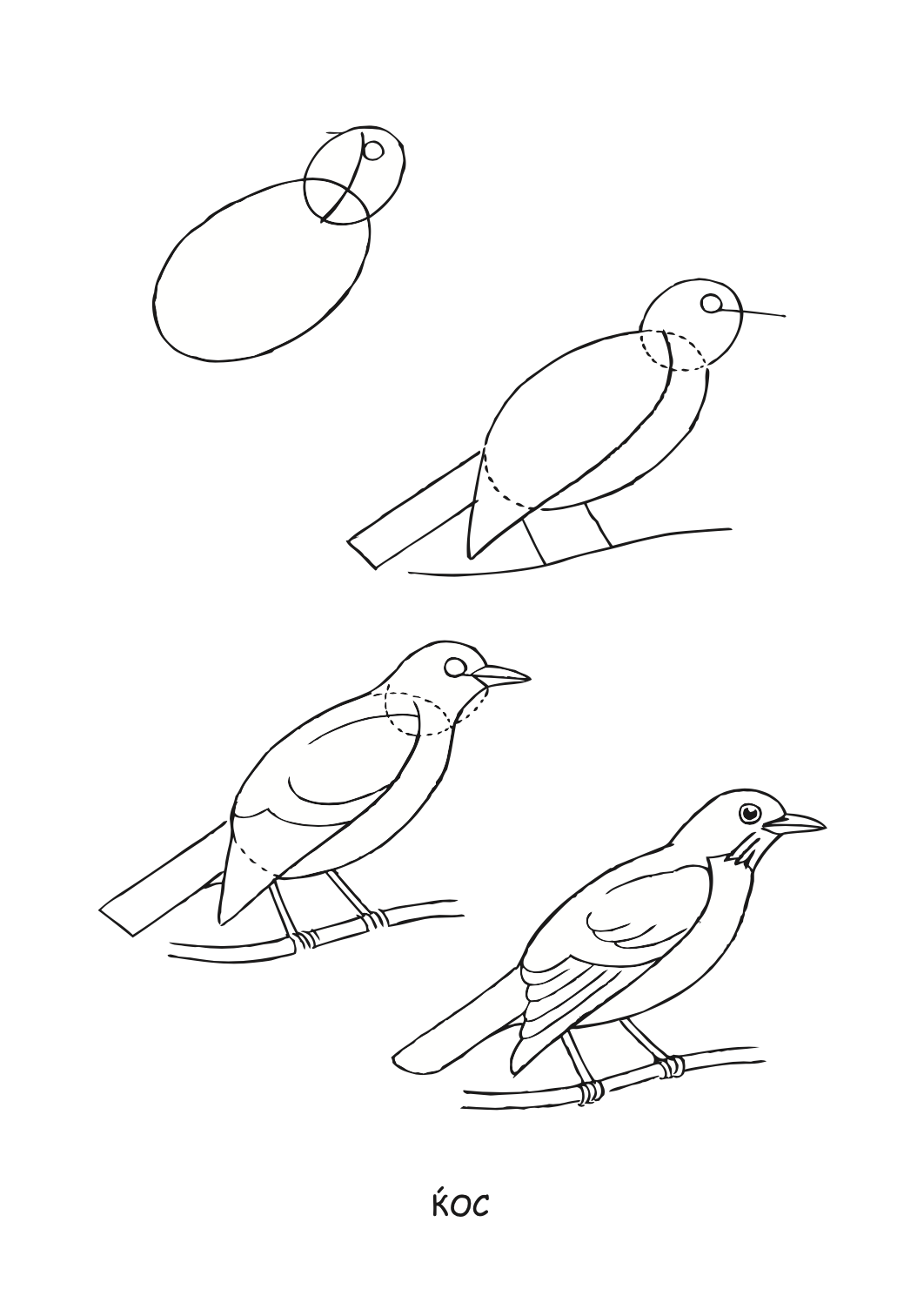 ајде да цртаме - птици чекор по чекор - динара силверстова,текстуален одломок од книгата