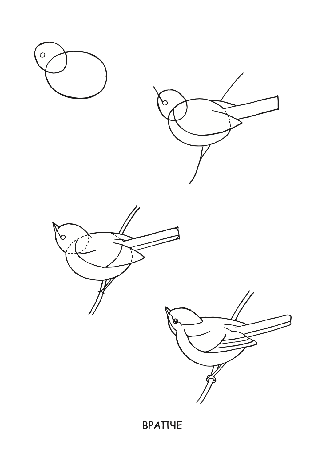 ајде да цртаме - птици чекор по чекор - динара силверстова,текстуален одломок од книгата