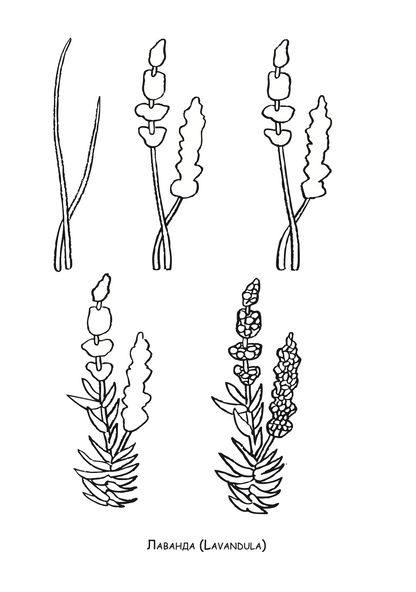ајде да цртаме - растенија чекор по чекор - динара силверстова,текстуален одломок од книгата