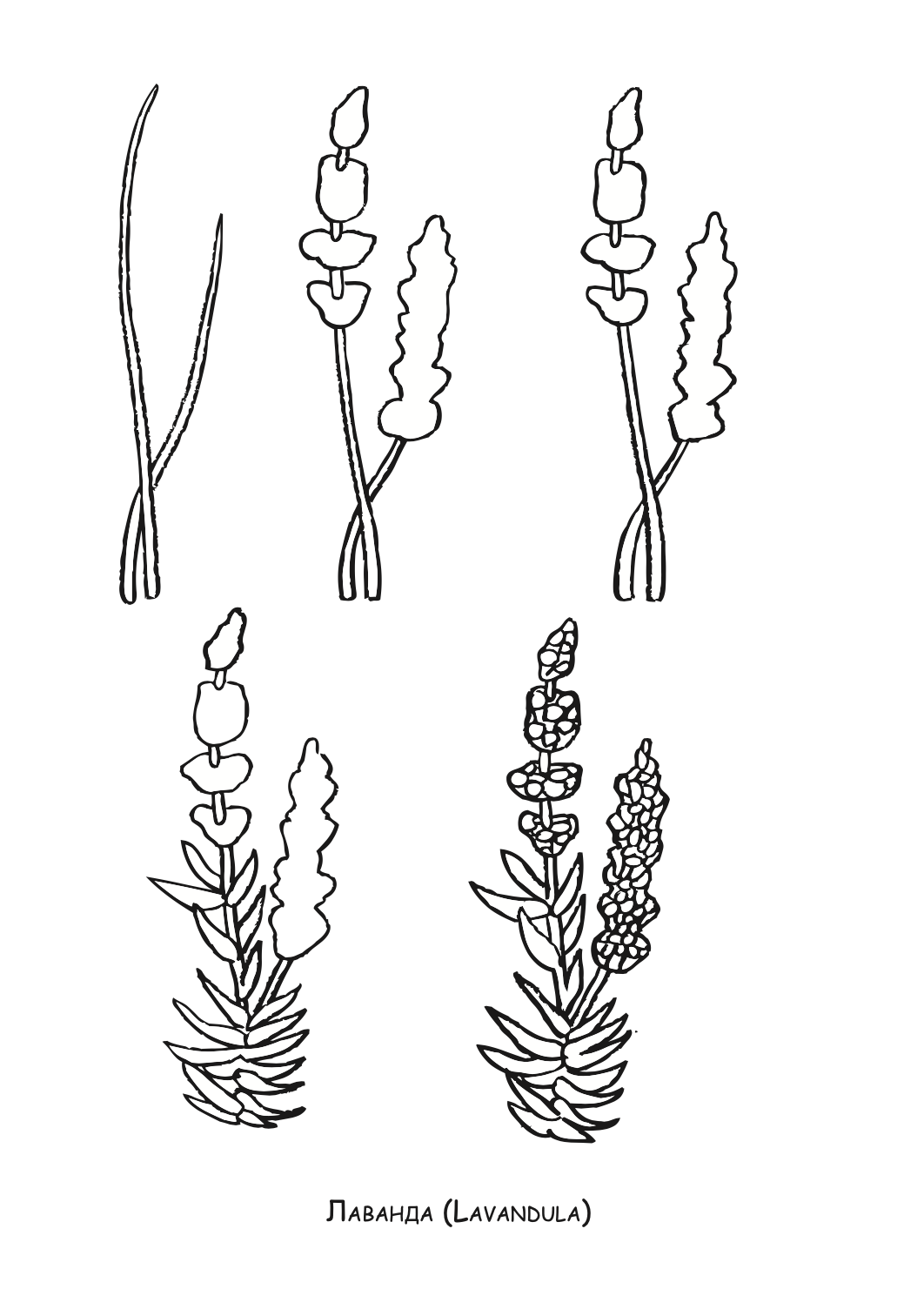 ајде да цртаме - авиони чекор по чекор - динара силверстова,текстуален одломок од книгата