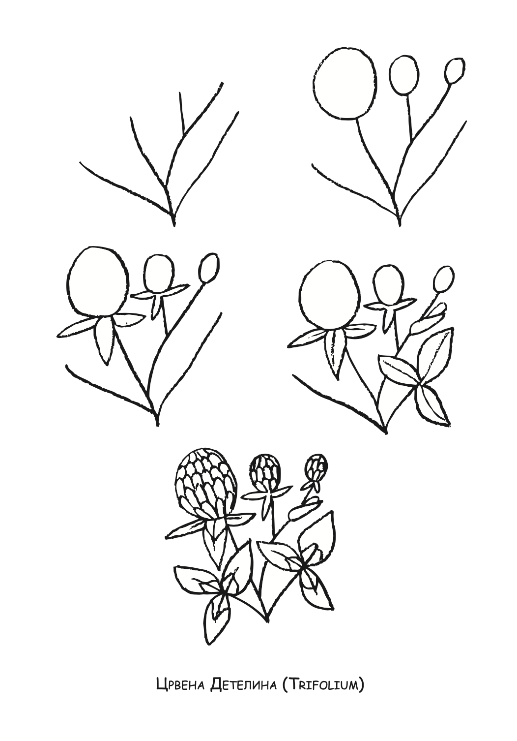 ајде да цртаме - растенија чекор по чекор - динара силверстова,текстуален одломок од книгата