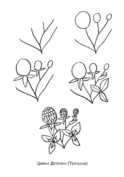 ајде да цртаме - растенија чекор по чекор - динара силверстова,текстуален одломок од книгата