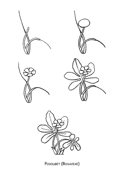 ајде да цртаме - растенија чекор по чекор - динара силверстова,текстуален одломок од книгата