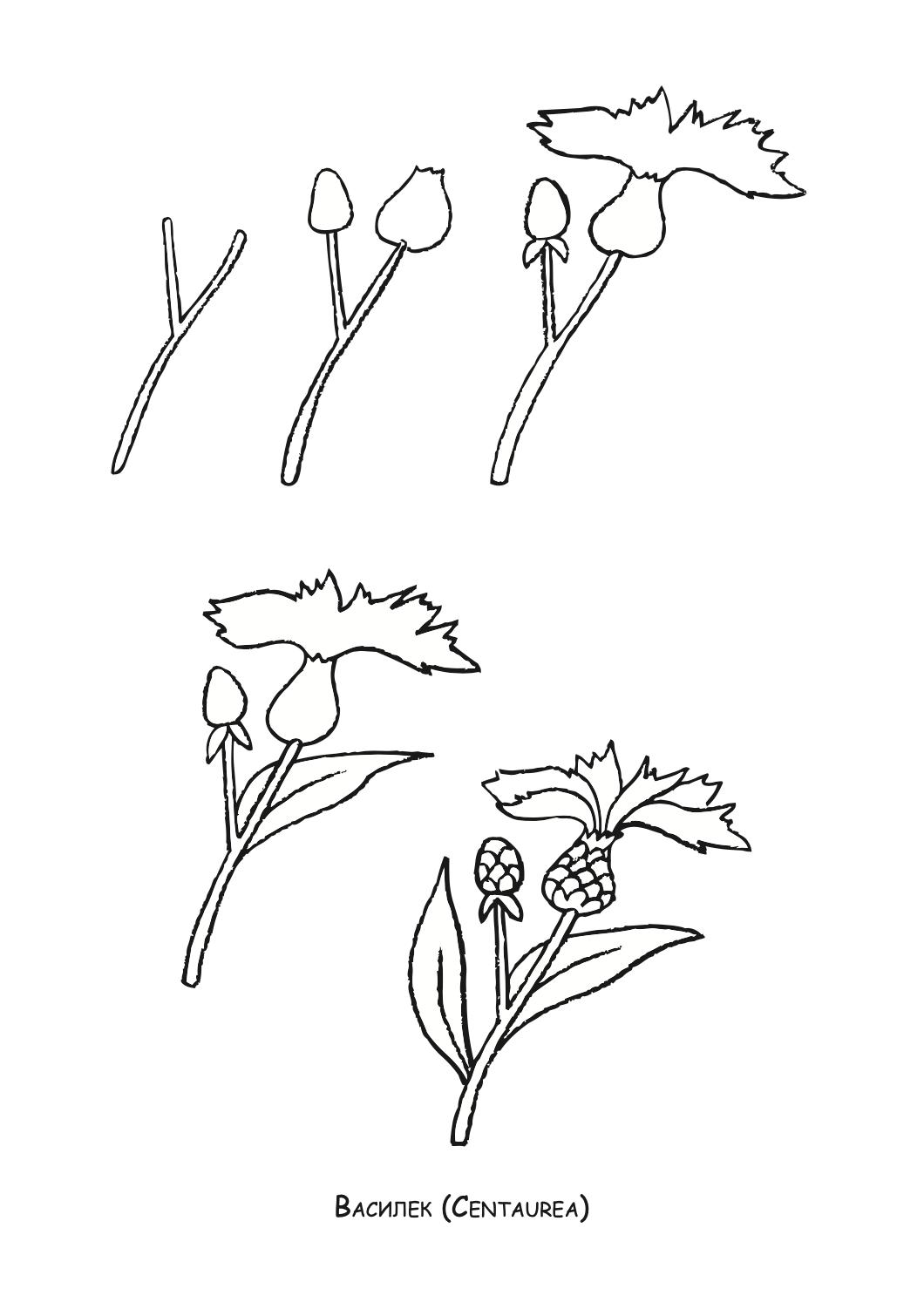 ајде да цртаме - цвеќе чекор по чекор - динара силверстова, боенка
