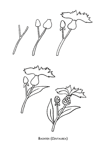 ајде да цртаме - цвеќе чекор по чекор - динара силверстова, боенка
