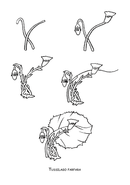 ајде да цртаме - цвеќе чекор по чекор - динара силверстова, боенка

