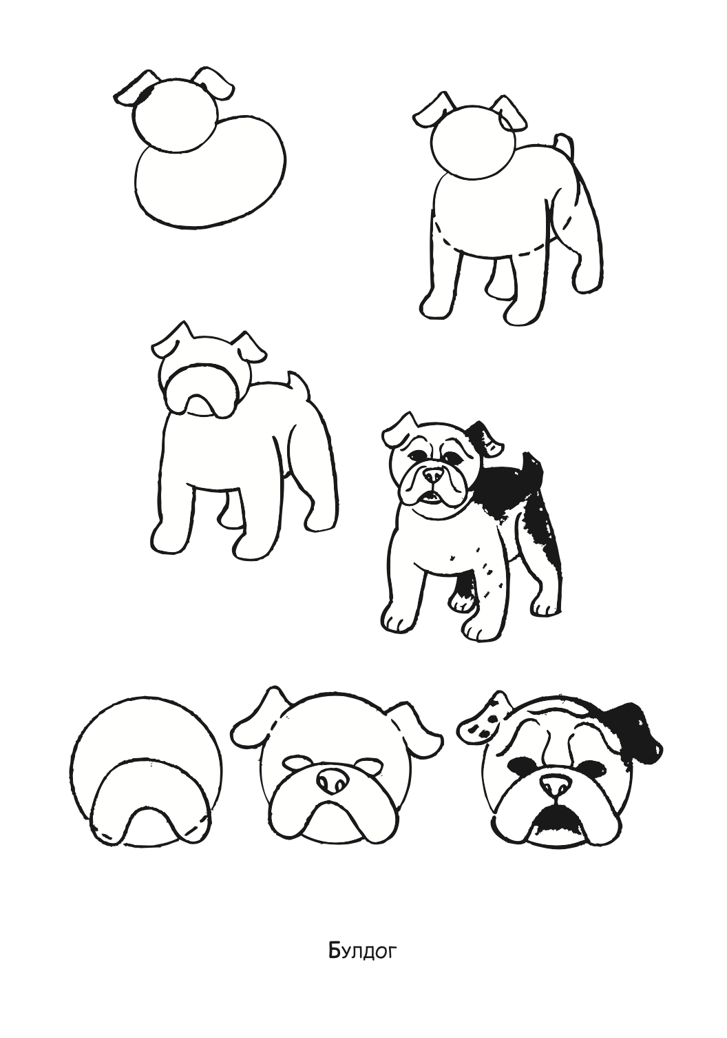 ајде да цртаме - кучиња и мачиња чекор по чекор - динара силверстова,текстуален одломок од книгата