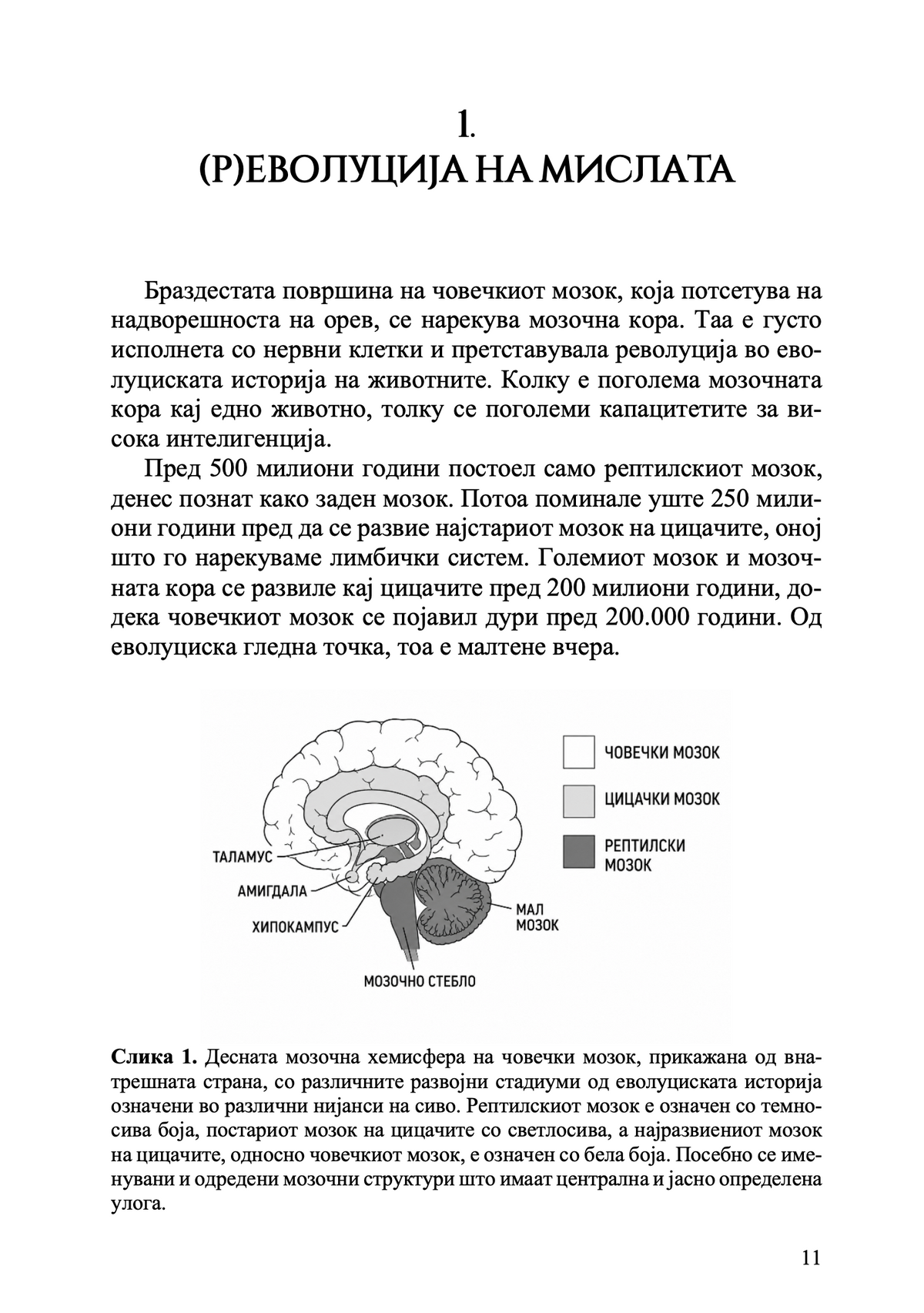 Твојот мозок суперѕвезда - Каја Норденген
